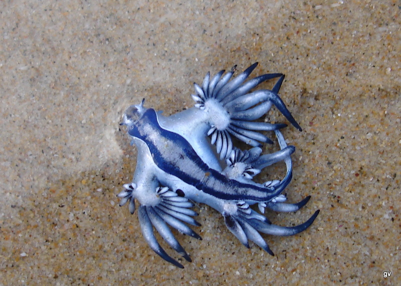 Wat is dit voor een dier? GoeieVraag