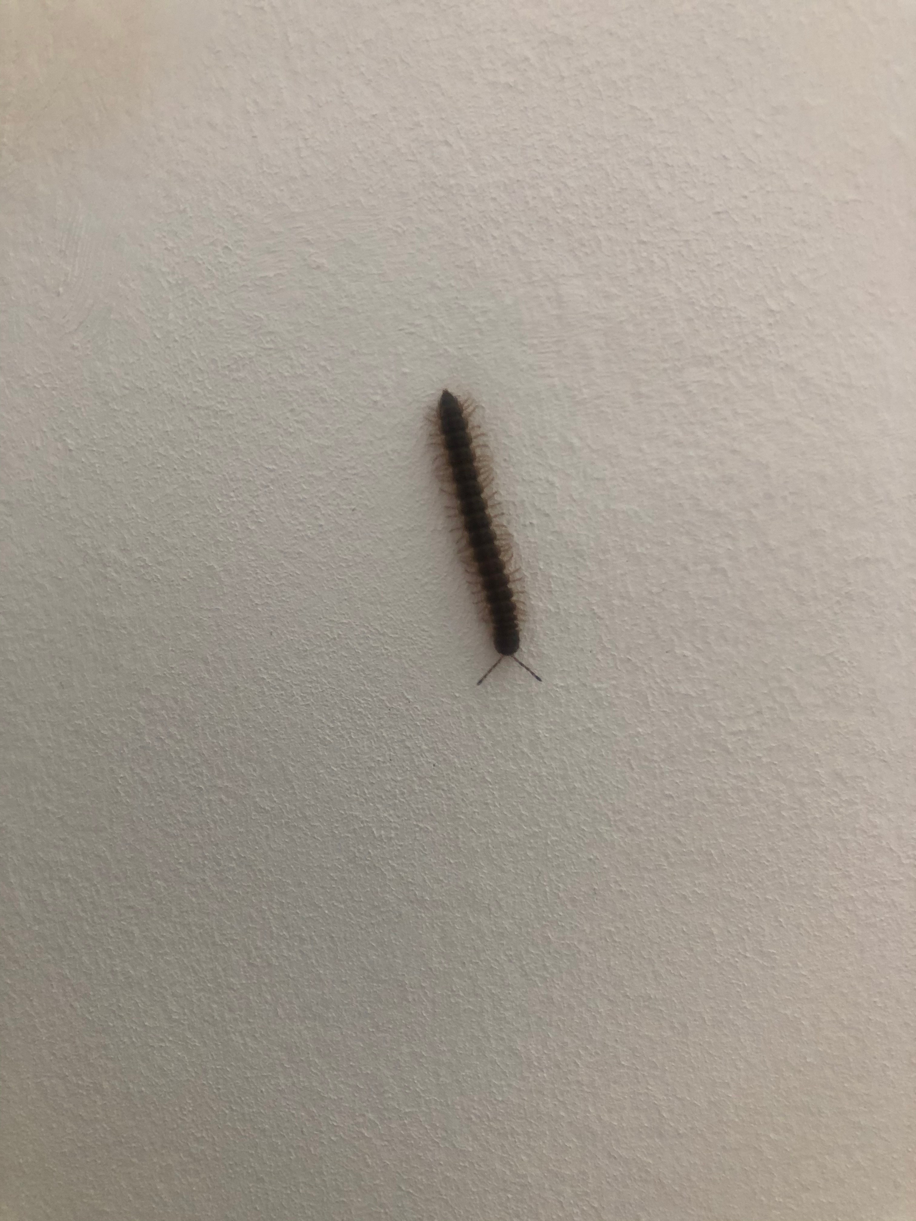 Wie Weet Wat Dit Beest In Huis Is, Het Is Langwerpig En Lijkt Een Soort Haren Te Hebben? - Goeievraag