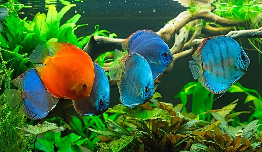 Discus Fish Aquarium Life Bin3aiah World!