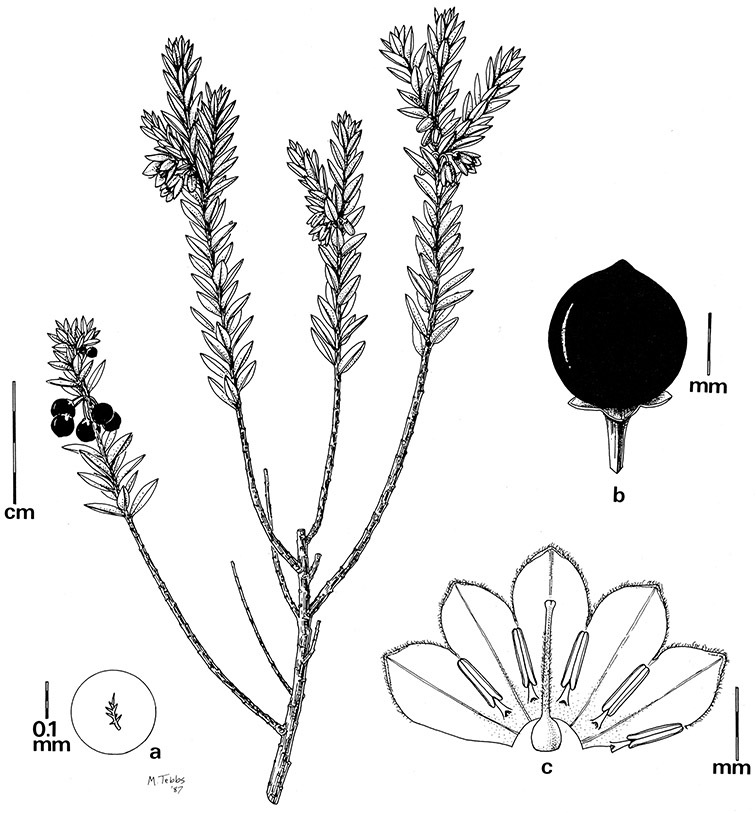 10+ Stein'S Plant Finder MeikaJackie