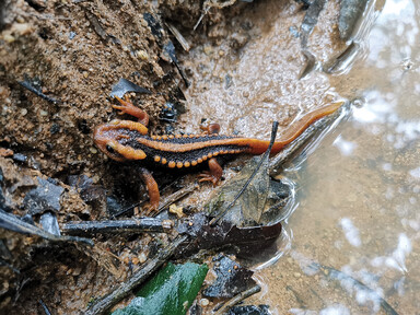 The seventh species of the newt genus Tylototriton in Thailand: a 