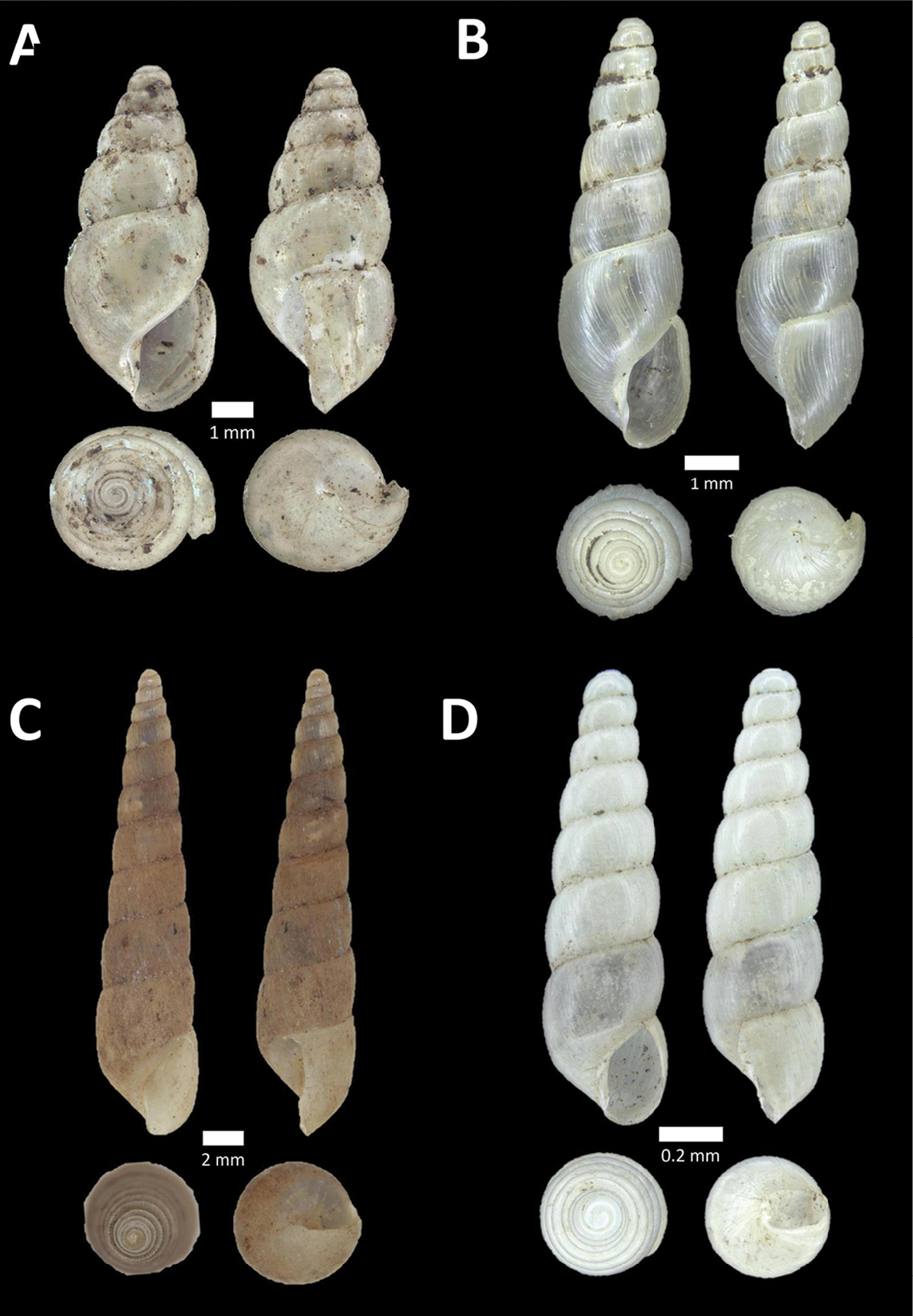 Allopeas clavulinum Plazi TreatmentBank