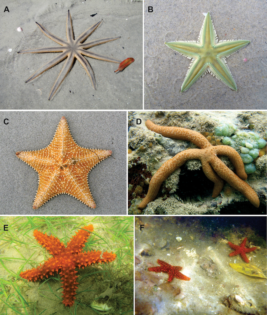 Florida Starfish Species Identification