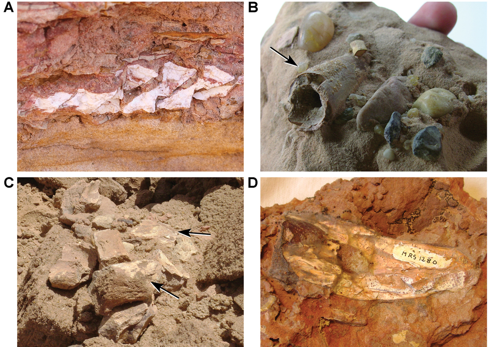 Fossil bundle real mixed fossils set before, during and after the