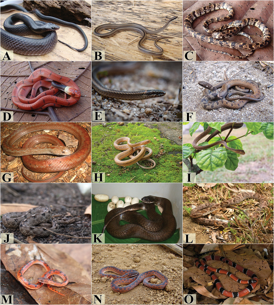 25 Common Snakes Found in Brazil Nature Blog Network