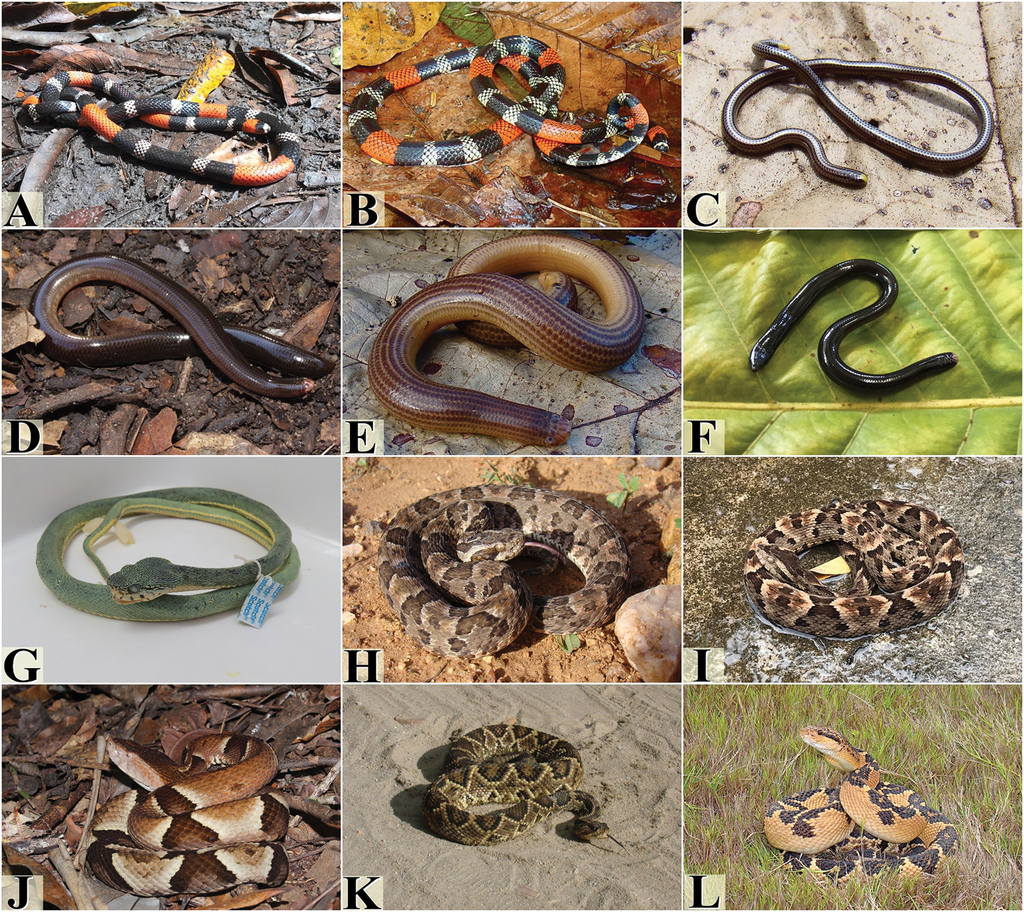 25 Common Snakes Found in Brazil Nature Blog Network