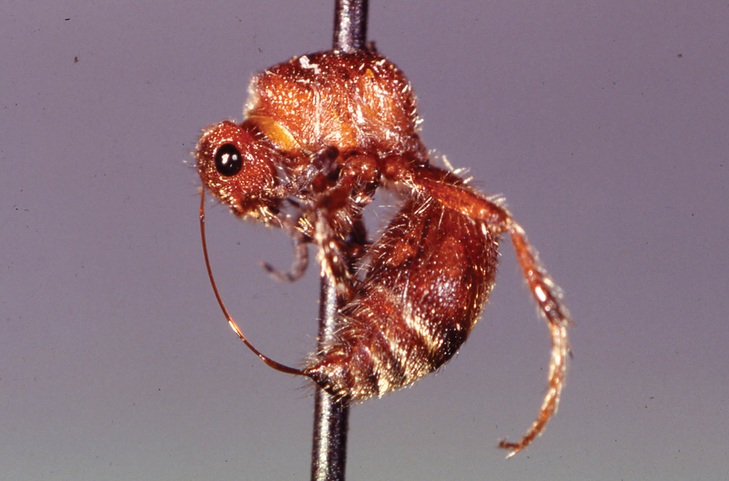 Cow Killer Ant Sting