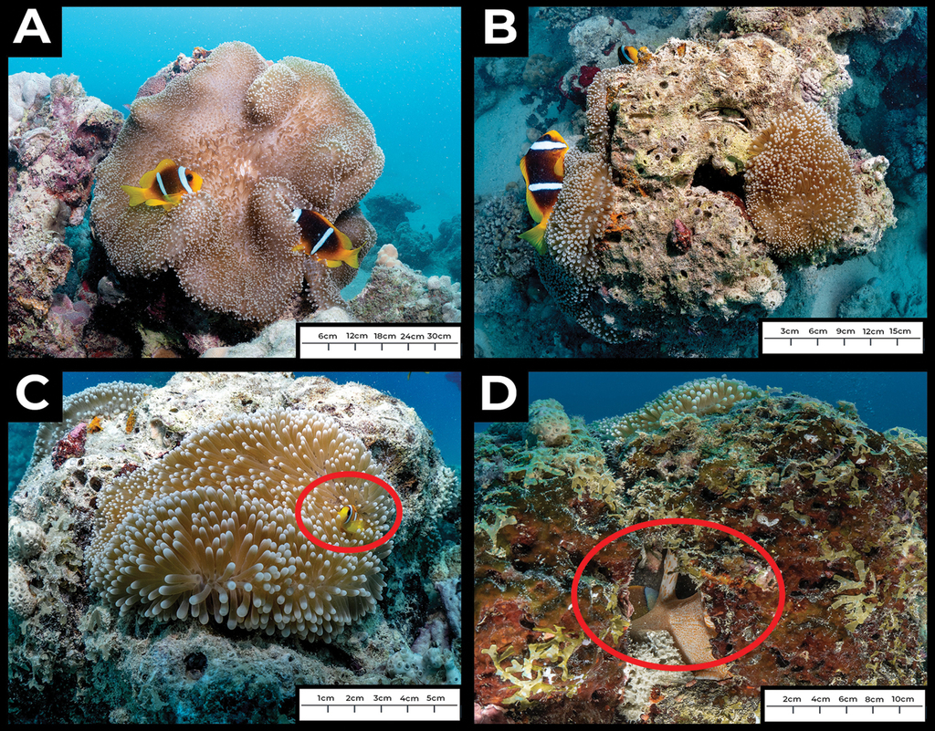 How Do Carpet Anemones Reproduce