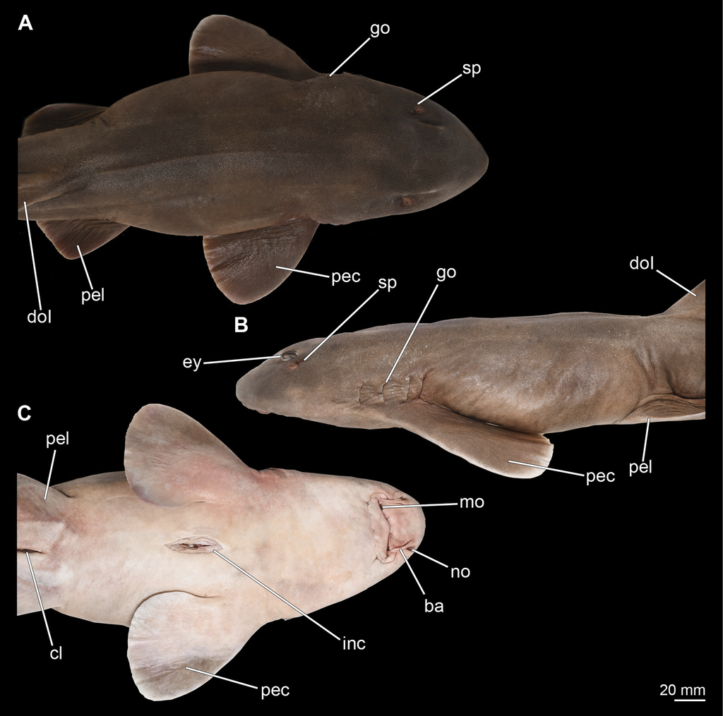White Spotted Bamboo Shark Drawing