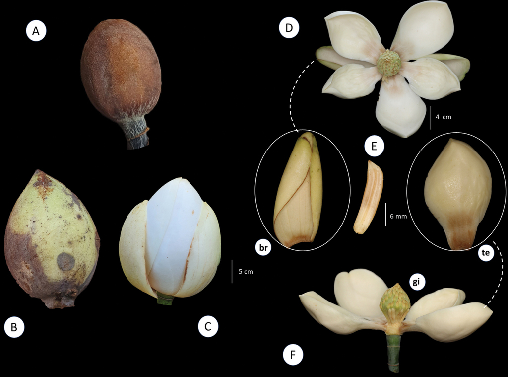 Taxonomic revision of the native Magnolia (Magnoliaceae) species of Brazil