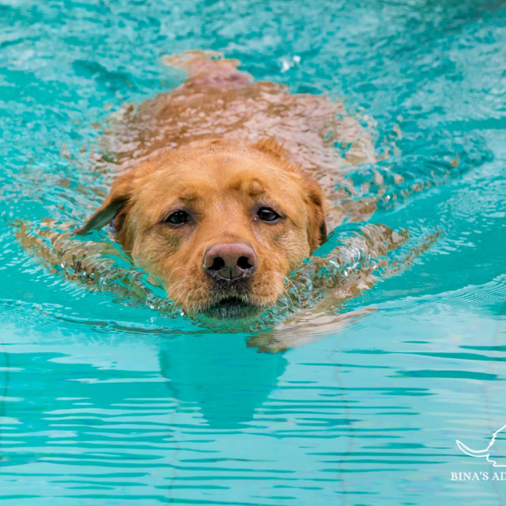 Flying dogs competition Bina`s adventures