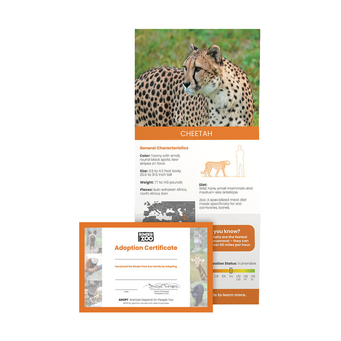 Animal ADOPT Cheetah Digital Binder Park Zoo