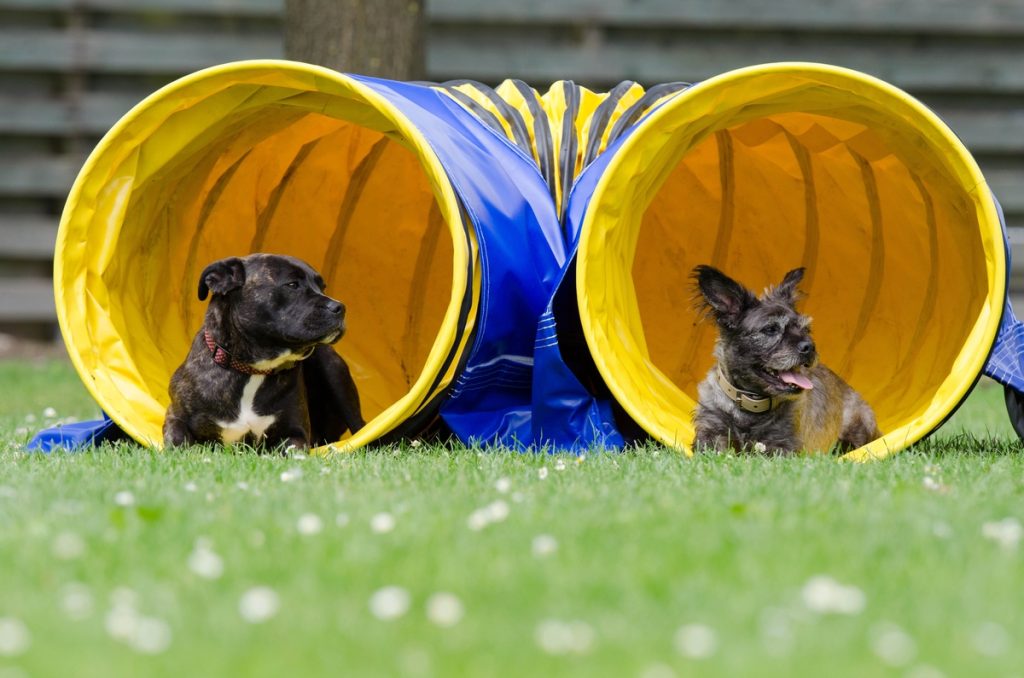 What is Dog Agility? Everything You Need to Know Bindi Paws