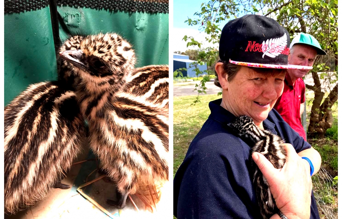 Hampton Roads Events May 25 2023 Bindjareb Park Tours Bindjareb Park