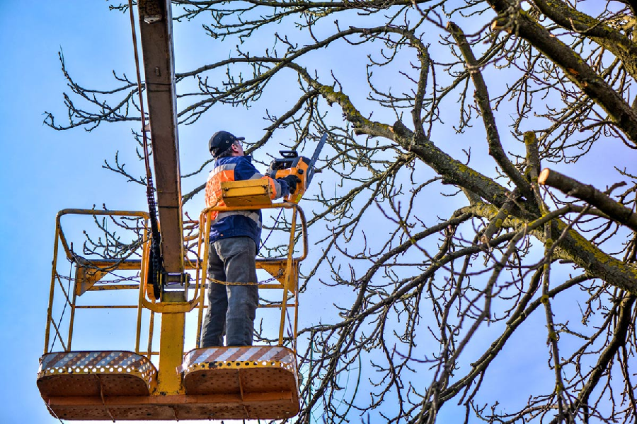 How Does the Tree Removal Process Work BI News