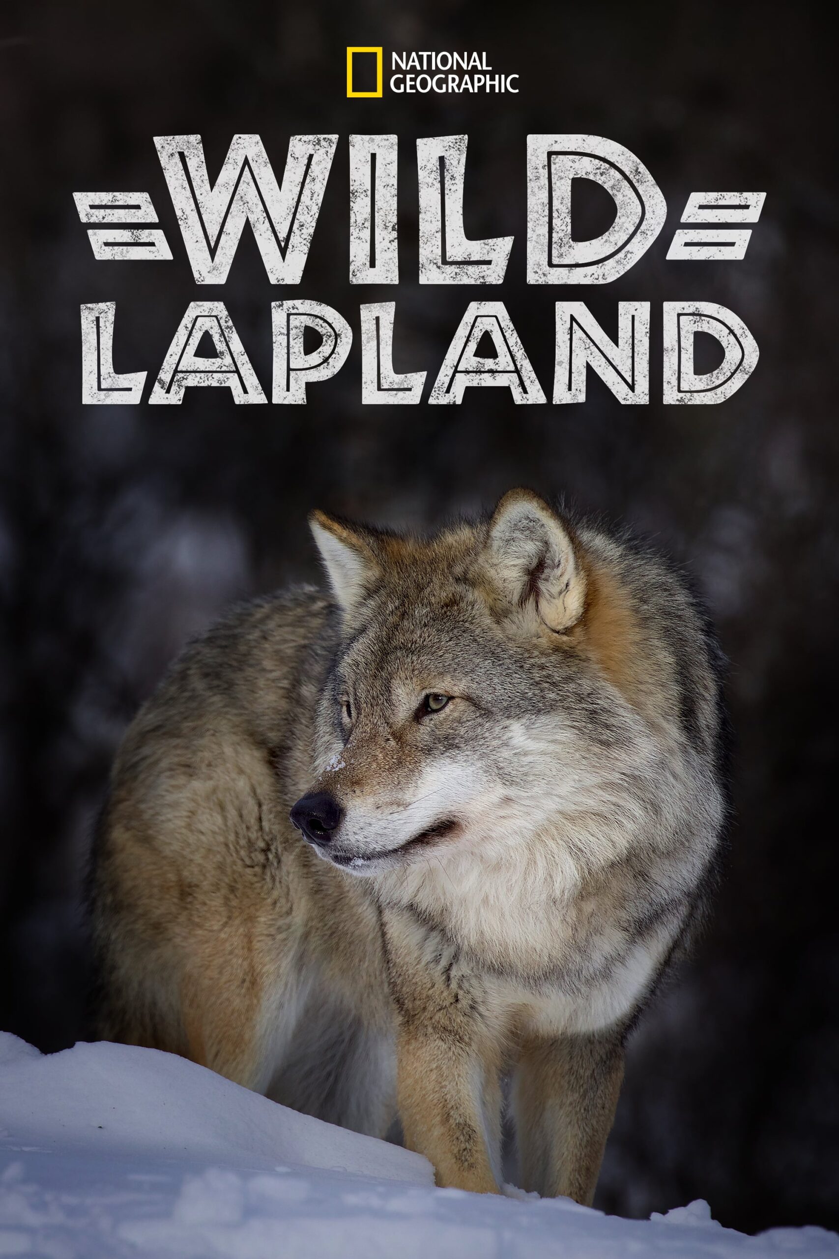 Wild Lapland awwrated