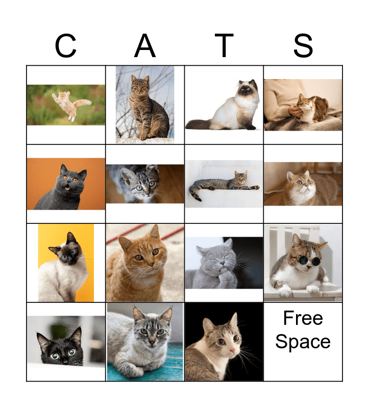 Cats Bingo Card