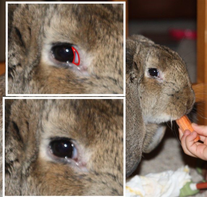 Bunny Snot? UDATED WITH NEW PROBLEM BinkyBunny