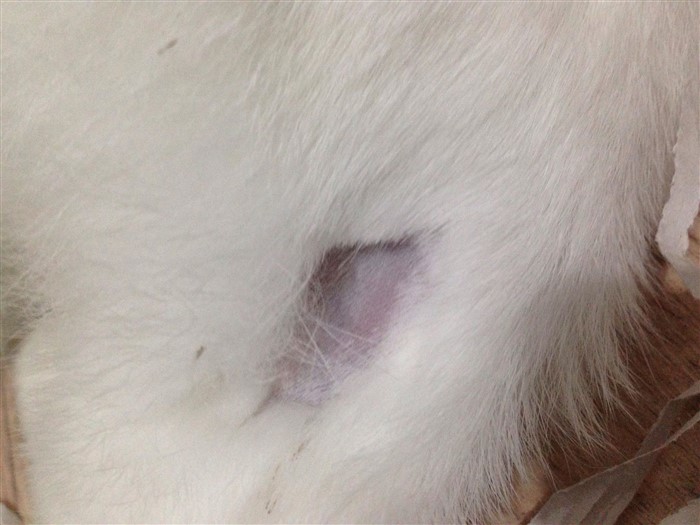 Rabbit fur not growing back after spay BinkyBunny