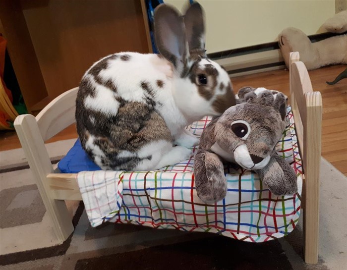 The Famous Bunny IKEA Bed BinkyBunny