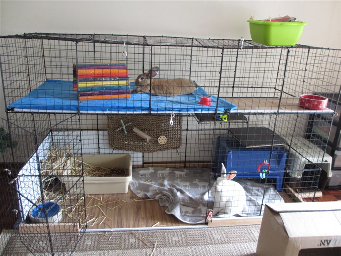 DIY cage size for 2 rabbits BinkyBunny