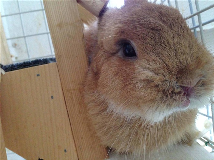 Torn / Broken Lip BinkyBunny
