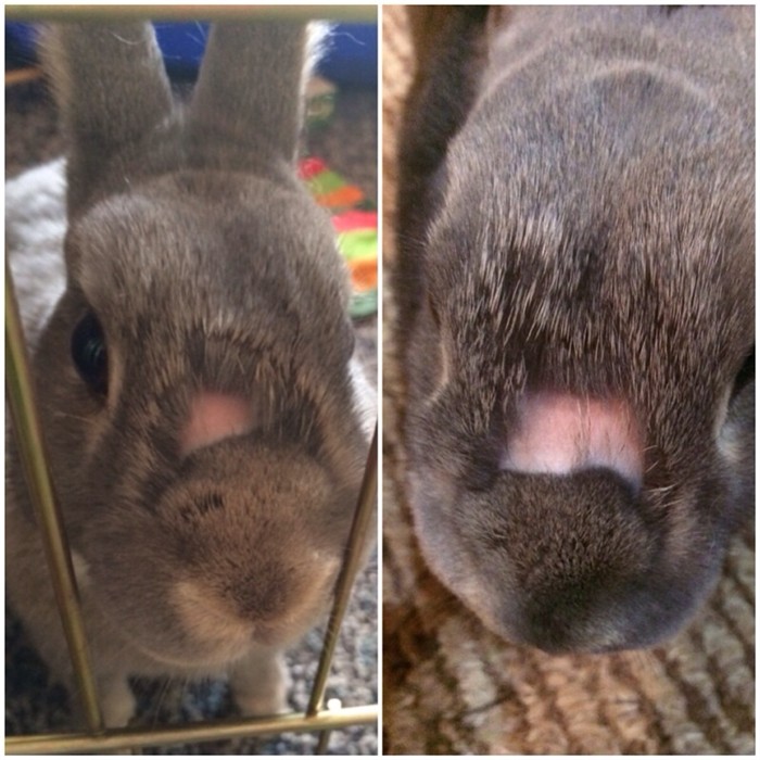 Missing patch of hair getting bigger? BinkyBunny