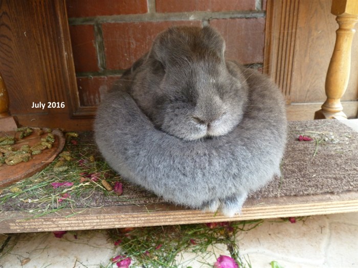 Rabbit Dewlap