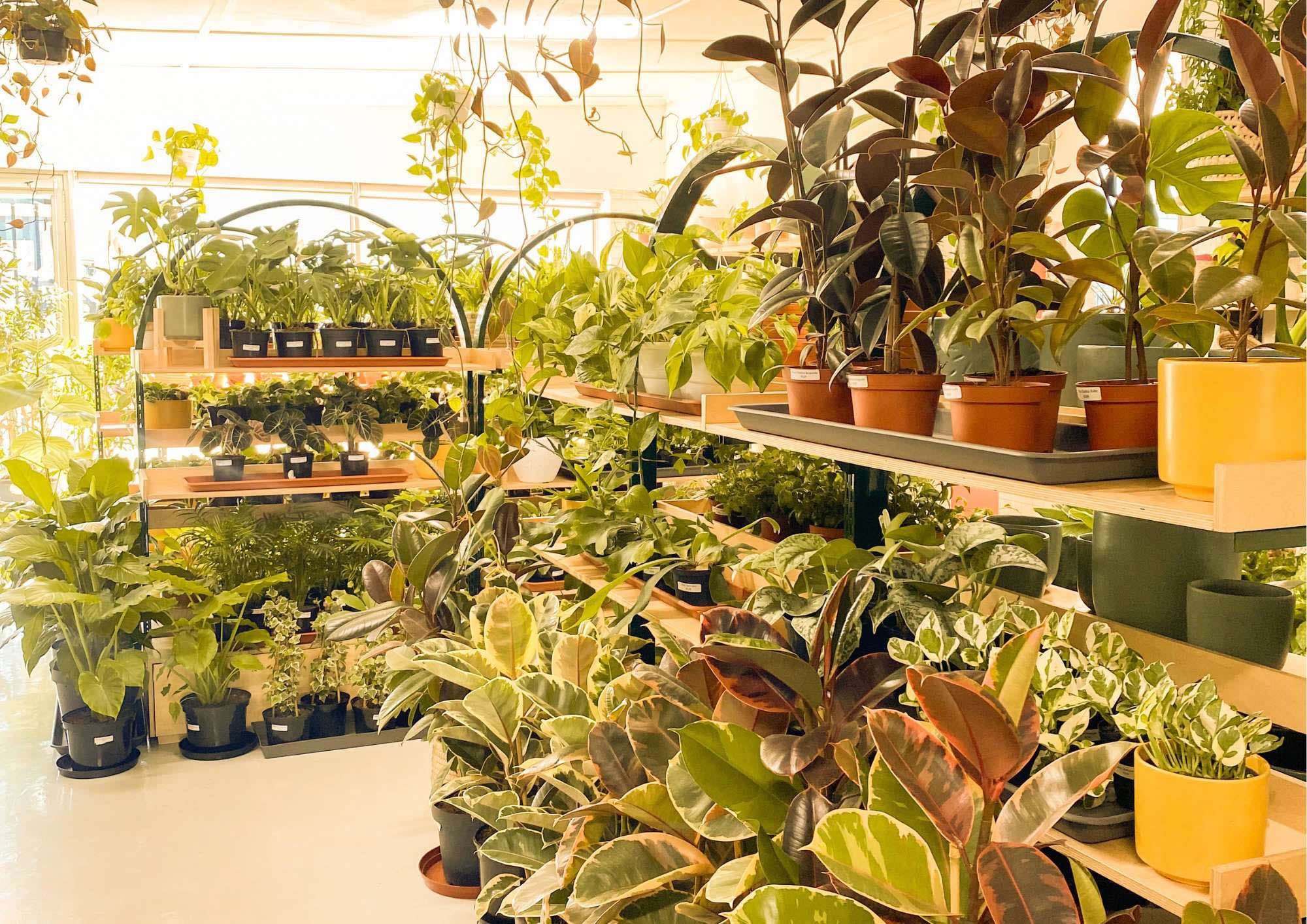 Essential Steps for Bringing a New Houseplant Home binnekant