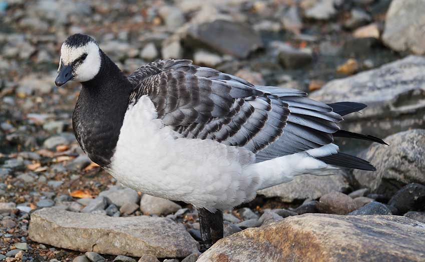 Barnacle Goose Facts Identification, Diet, Migration Info etc. Binocular Base