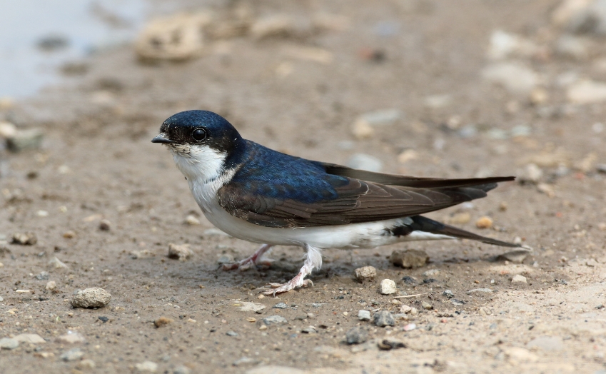 House Martin Facts Identification, Diet, Migration Info etc