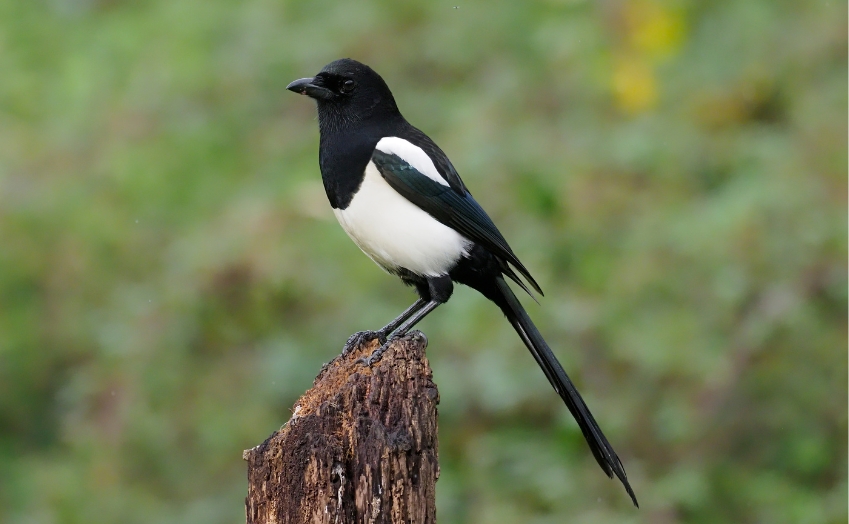 Magpie Facts Identification, Diet, Migration Info etc. Binocular Base