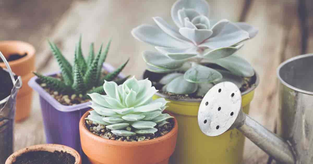 How Often Should Your Water Succulent Plants? It’s Simple