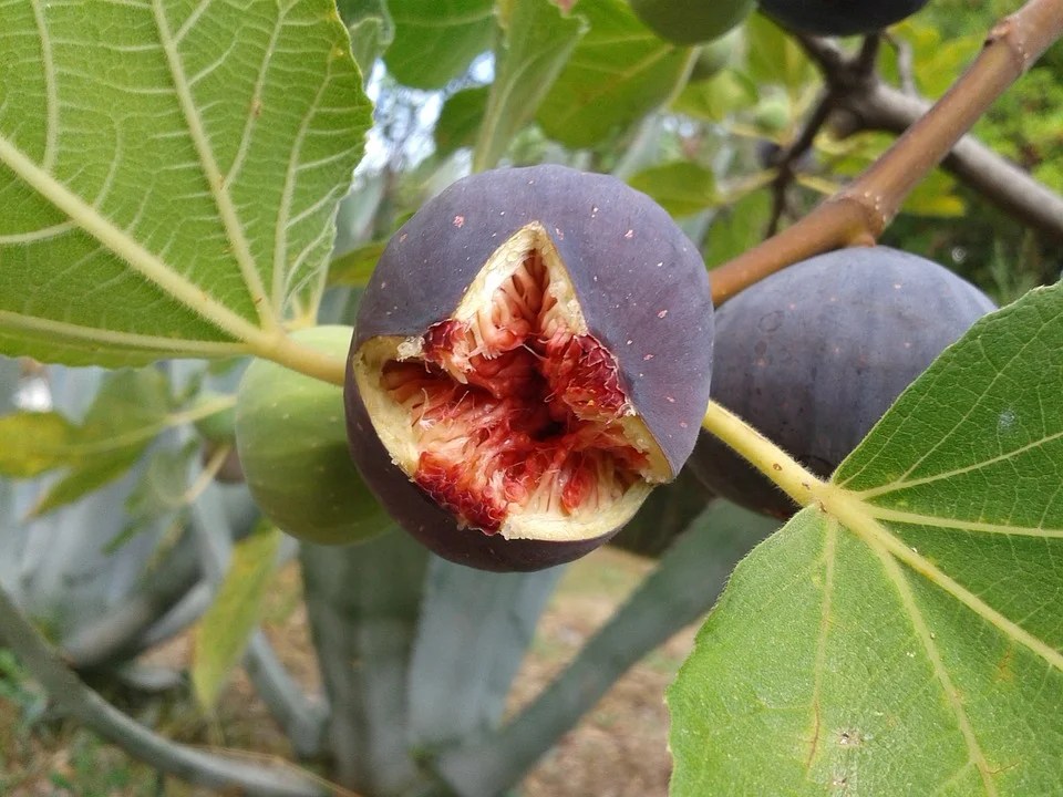 Feigenbaum Saftige Früchte aus dem Garten! Bio Garten