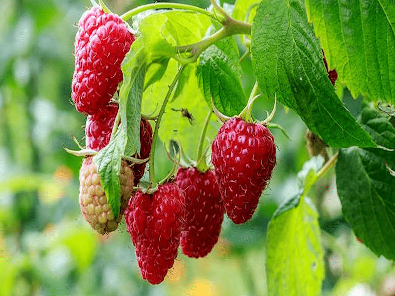 Planter des framboisiers Astuces et conseils potager Bio Potager