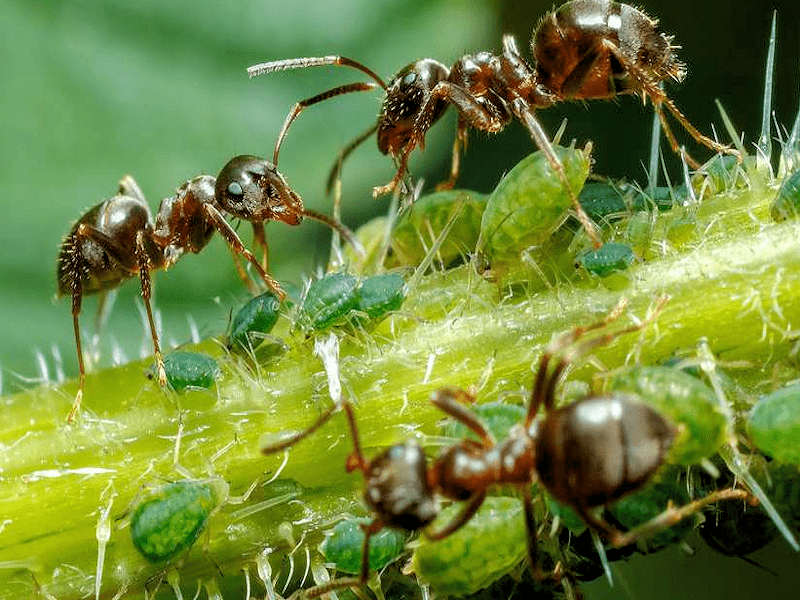 Comment Se Débarrasser Des Fourmis Dans Le Potager Comment se