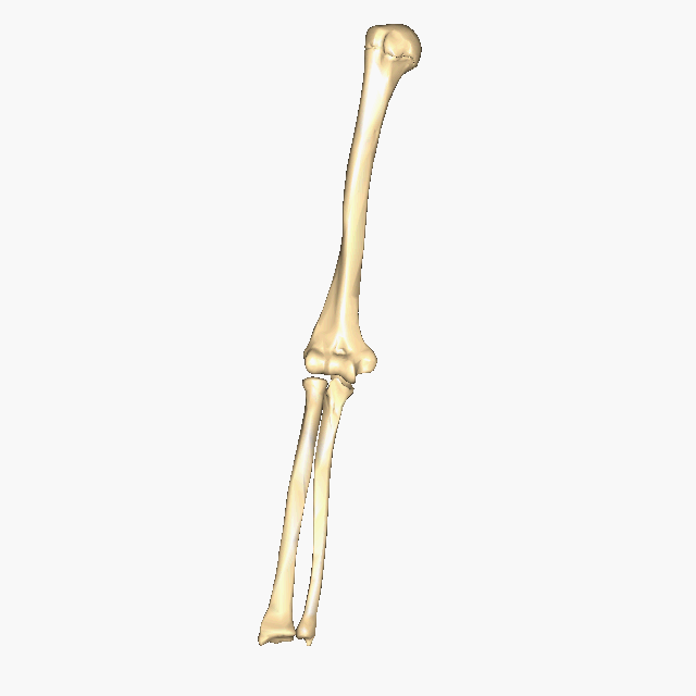 Radius And Ulna And Humerus