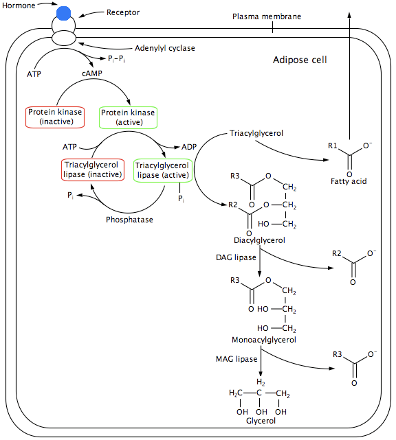 Catabolism Biology LibreTexts