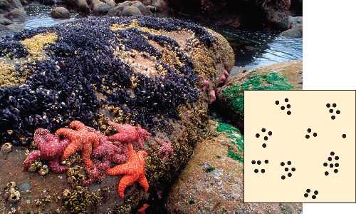 dispersionclumped.html 53_04aClumpedDispersionL.jpg