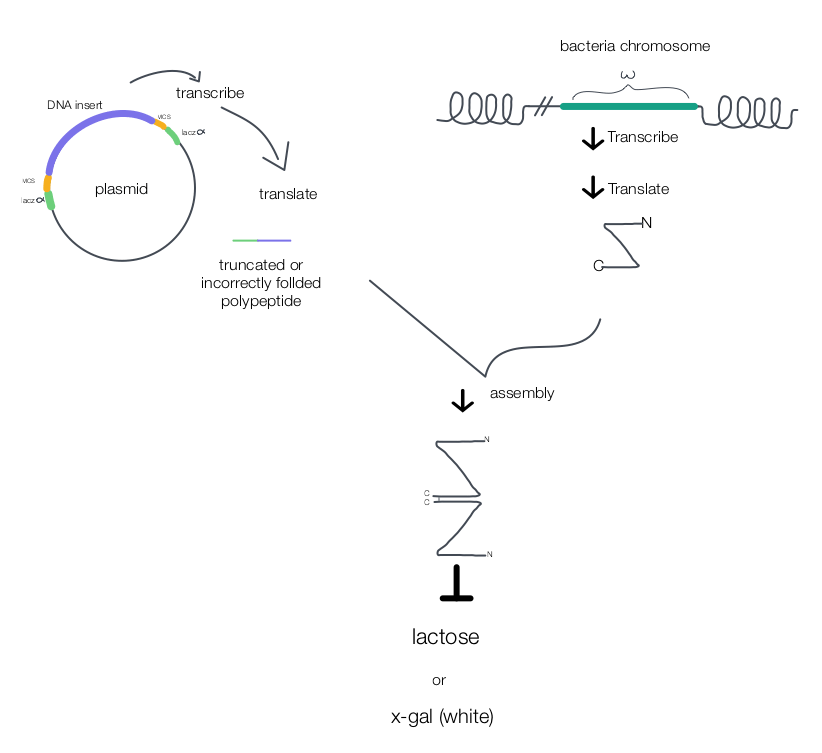 Blue/White Screening Biology 305 Laboratory