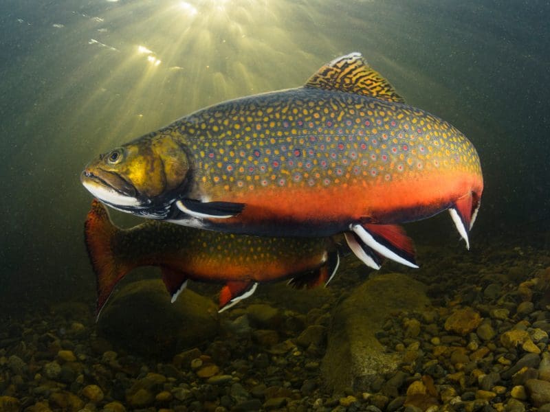 The Brook Trout Art & Collectibles Digital Prints