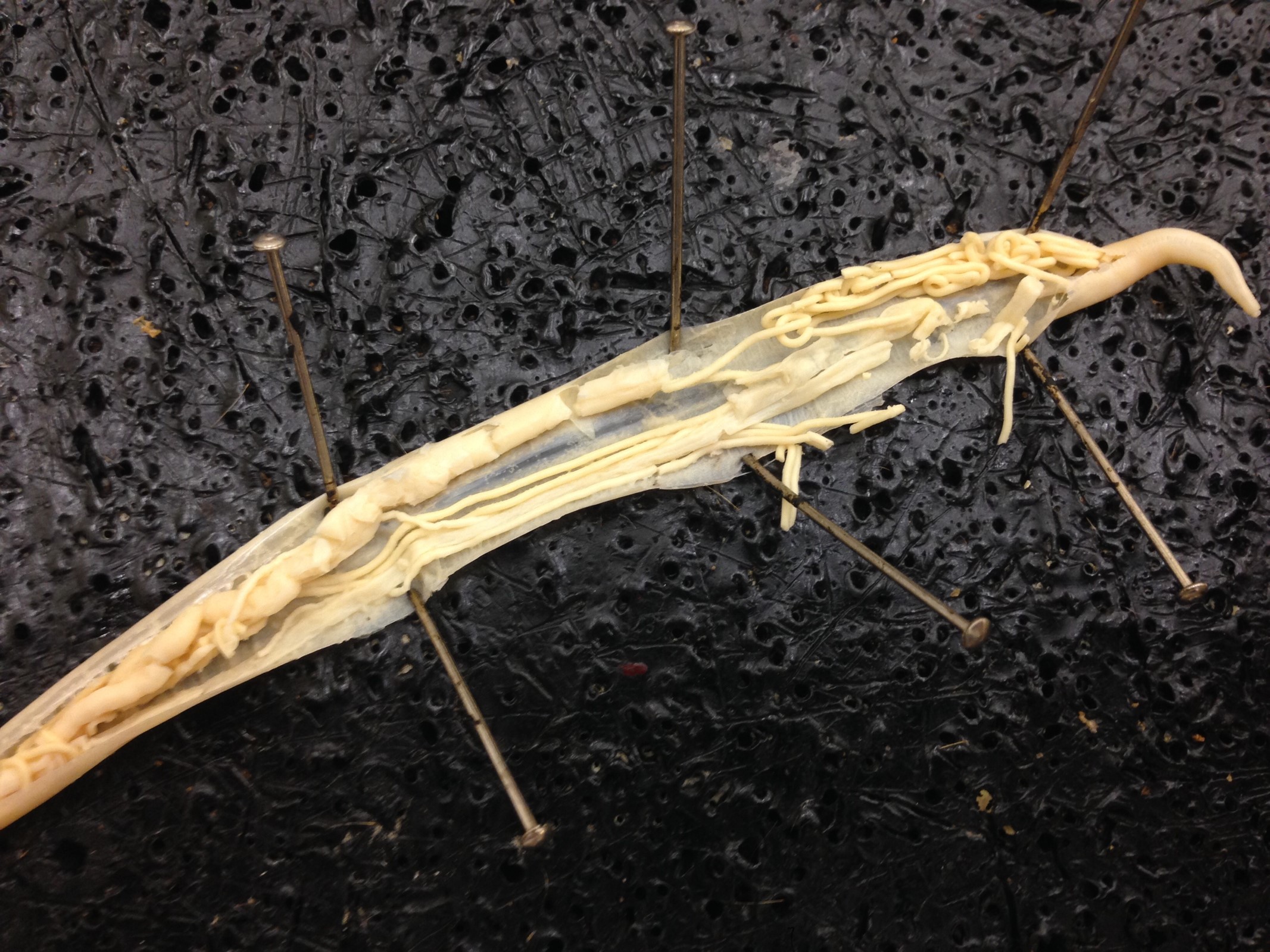 Ascaris Dissection Mr. Williamson's Biology Class