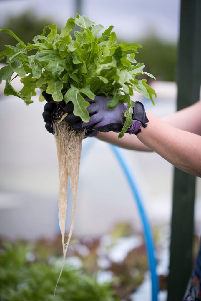aquaponic lettuce Bioaqua Farm