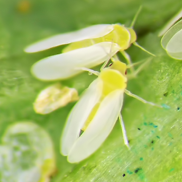 Sweetpotato whitefly (SPW) BioBee Canada
