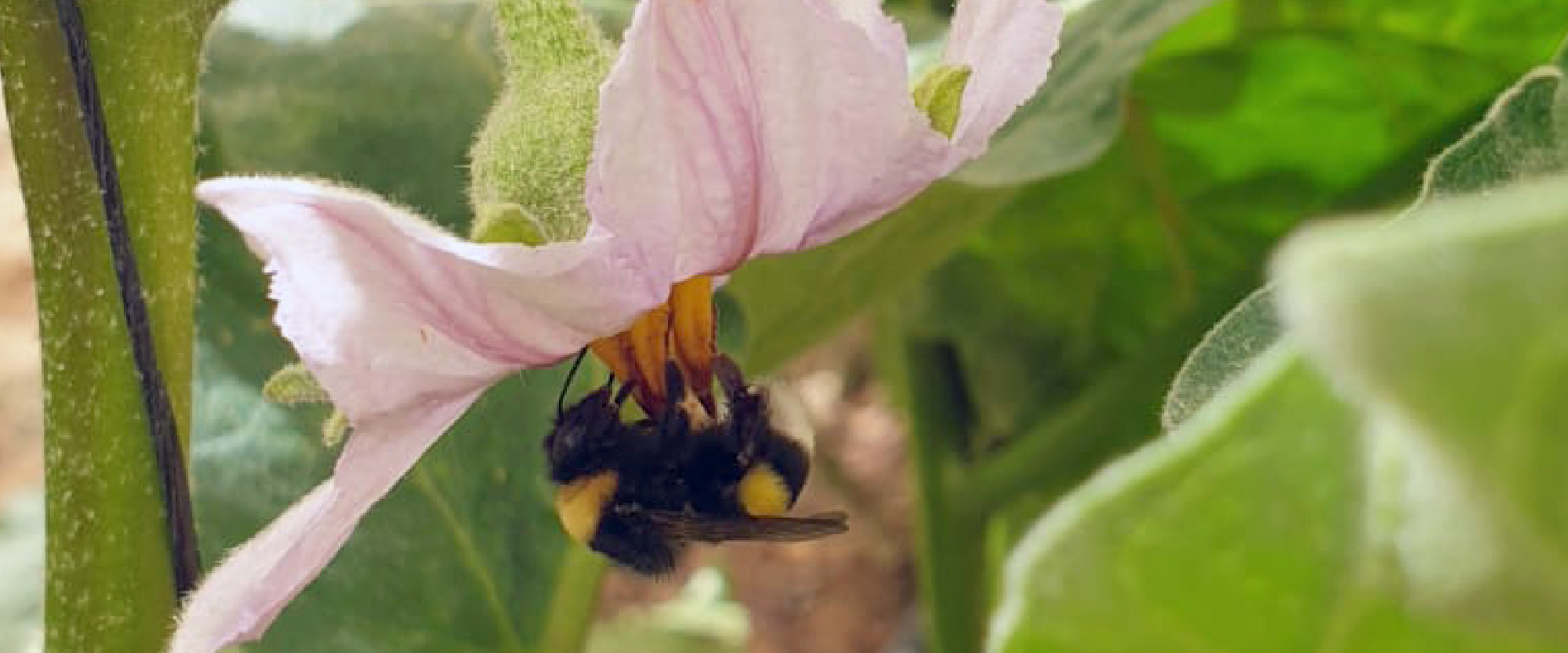 Eggplant BioBee Canada