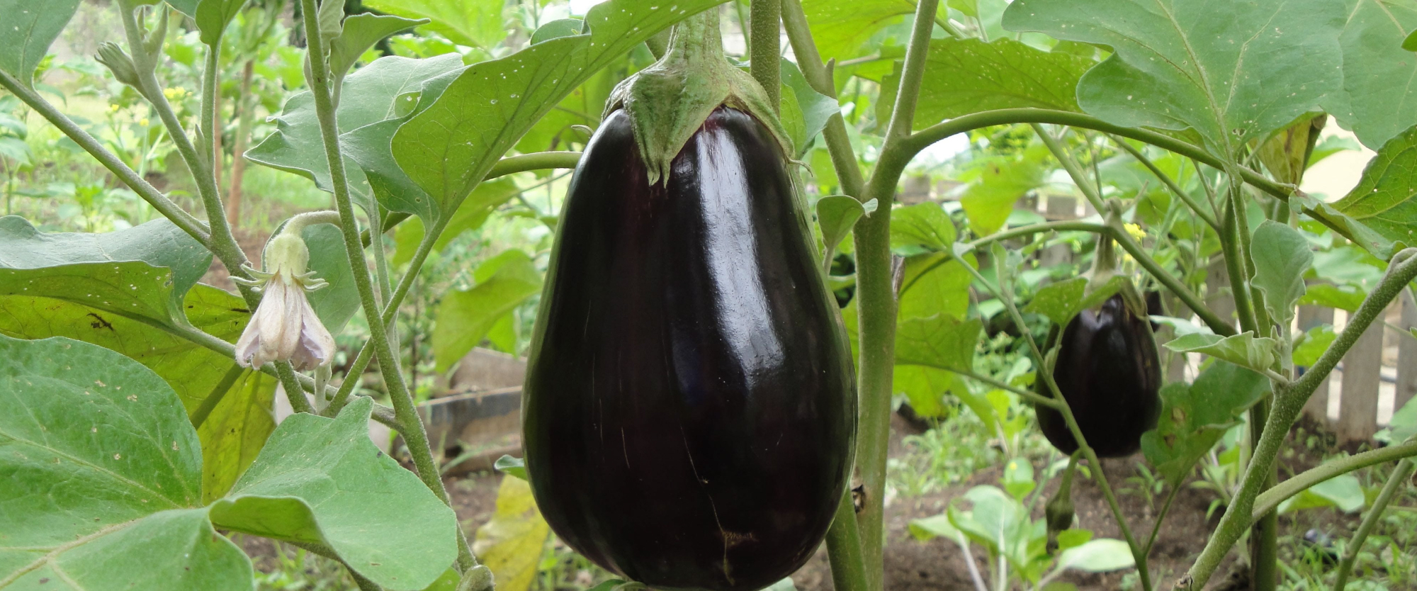 Eggplant BioBee South Africa