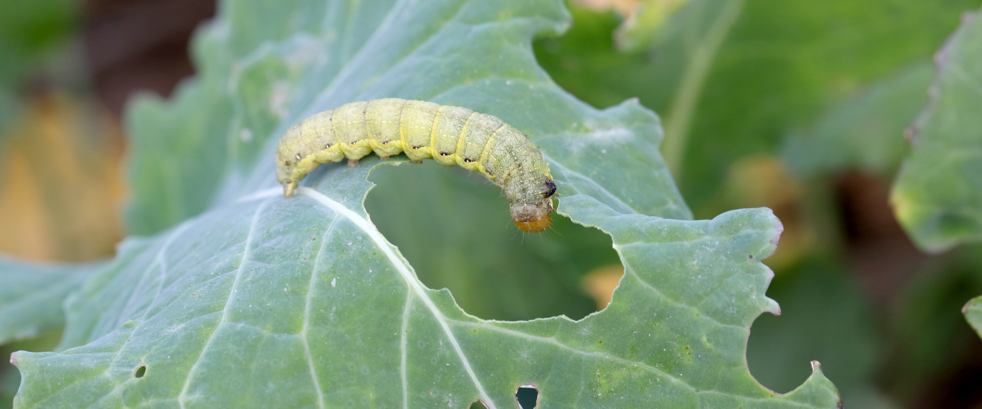 Cutworms BioBee USA