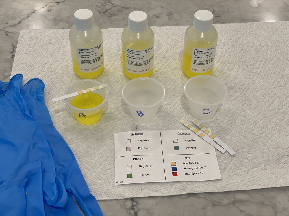 Kidney Filtering Experiment Kit For Kids BioBox Labs