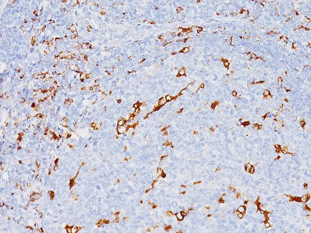 CD68 Antibody - Biocare Medical