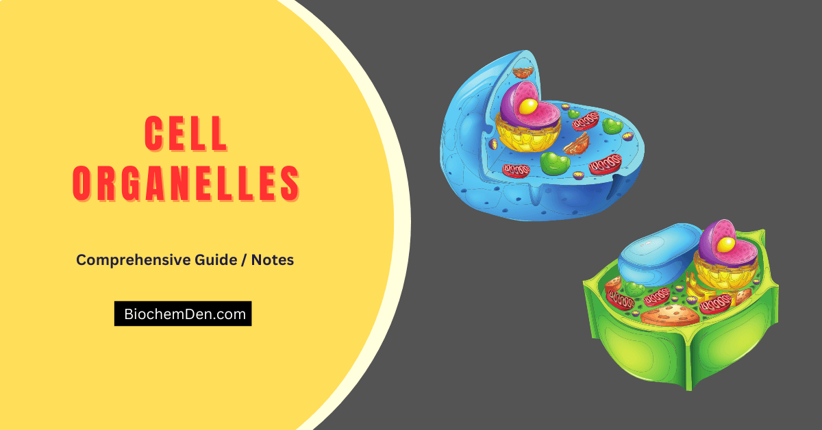 Cell organelles Structure and its Function (Notes)